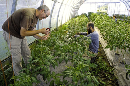 Mentorship indoor farming