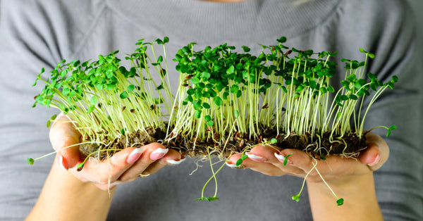 Microgreen Mats – Factors Indoor Growers Consider