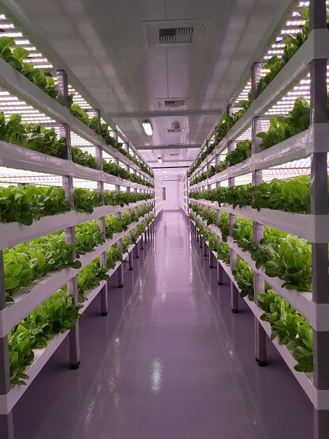 Insights – How We Built Glens Falls Vertical Farm (VF) - What To Know When Growing Vertically