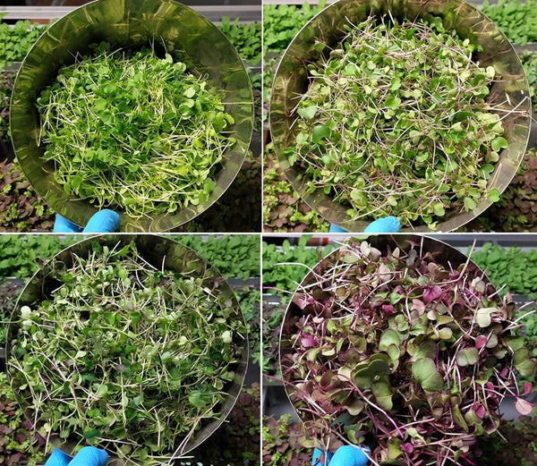 Advantages of Using ReNu Terra Mats for Growing Microgreens and Baby Greens