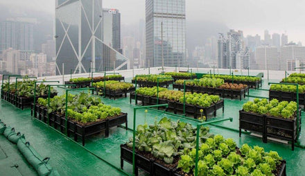Urban access to healthy food, urban farming, organic food, cities, urban resilience, circular economy